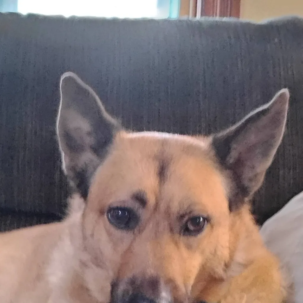 chat with ai character: my doggo 