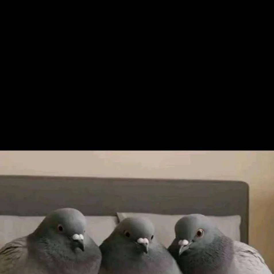 chat with ai character: pigeon