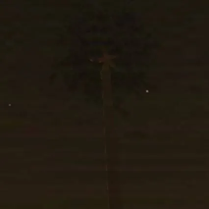 chat with ai character: Lepidodendron