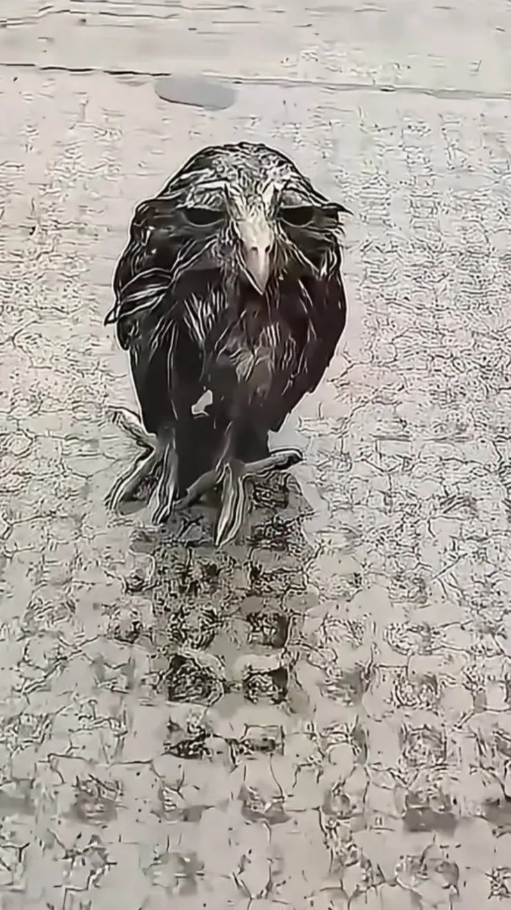 ai character: dancing rain bird background