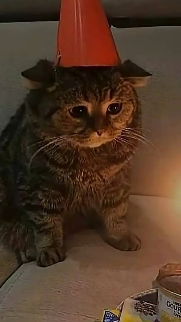 ai character: Cat background