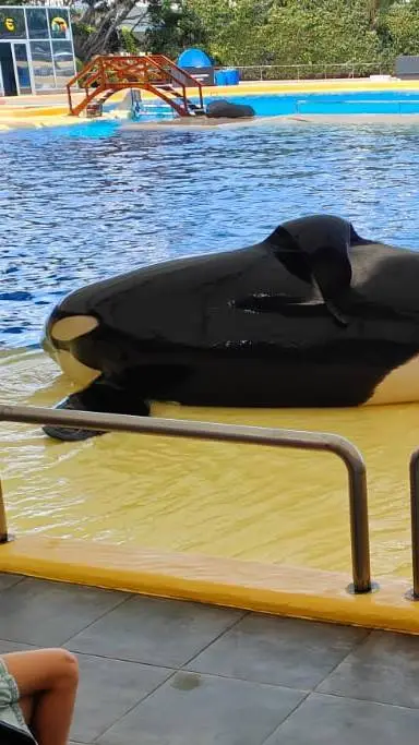 ai character: MHA bf gf  background