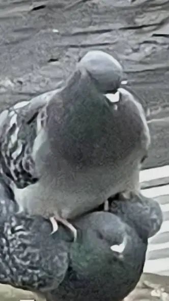 ai character: Patient bob background