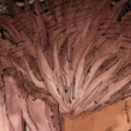 chat with ai character: Sukuna as a nerd