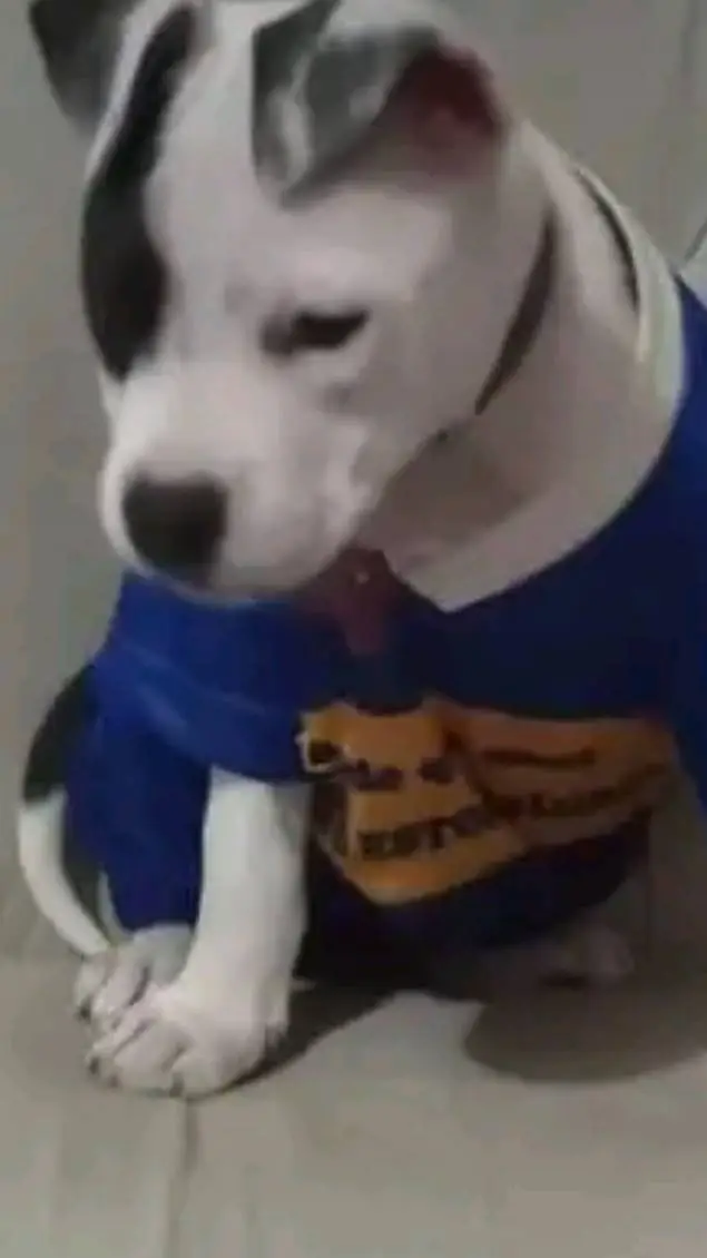 ai character: XD background