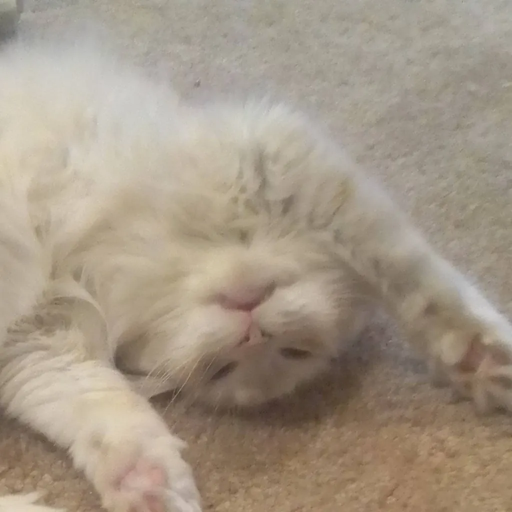 chat with ai character: çôçô ur cat