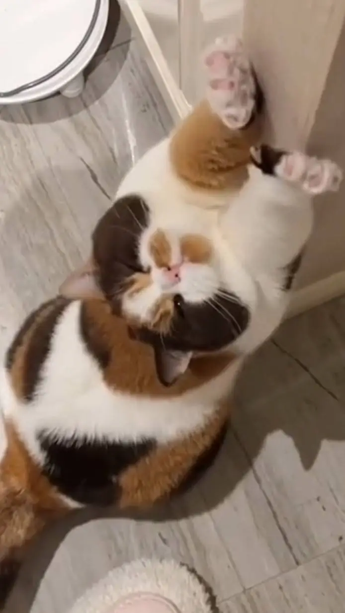 ai character: ☆venus♡ background