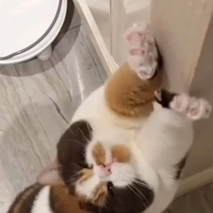 chat with ai character: ☆venus♡