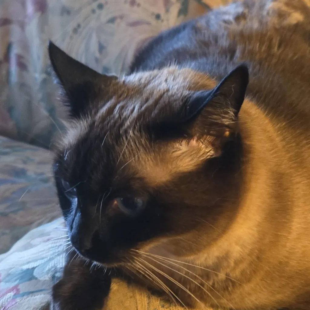 chat with ai character: Fluffy (cat)