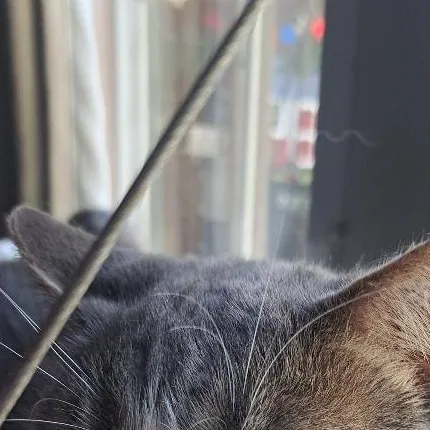 chat with ai character: jails cat