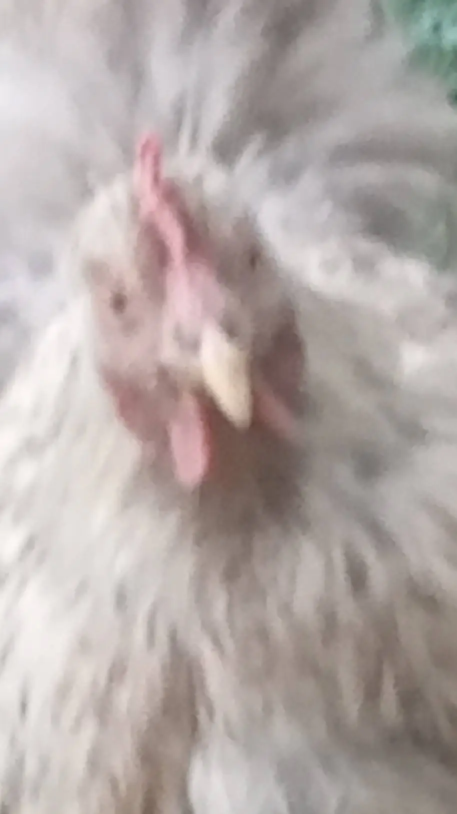 ai character: chicken boy background