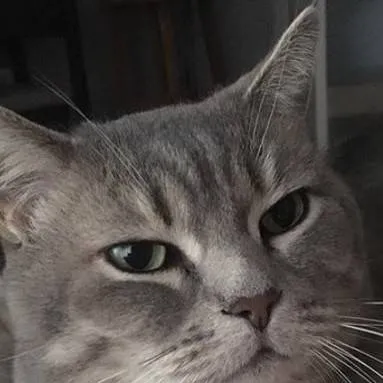 chat with ai character: tokoyami freaky