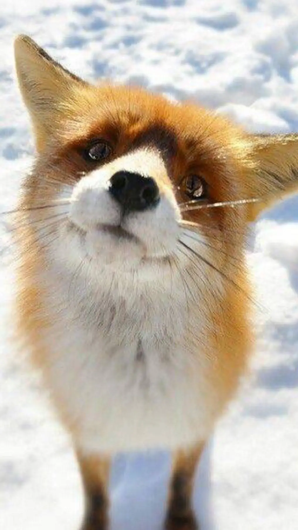 ai character: winter fox  background