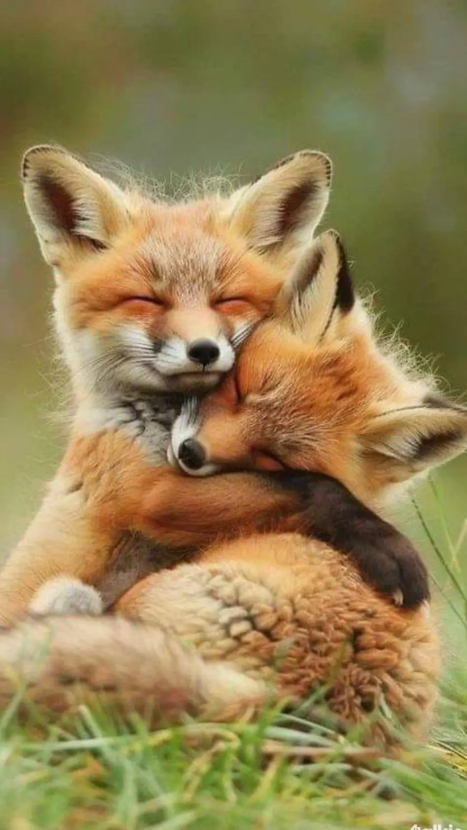 ai character: bff foxes background