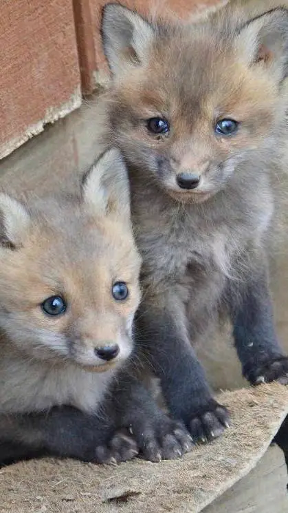 ai character: baby foxes background