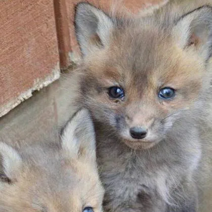 chat with ai character: baby foxes