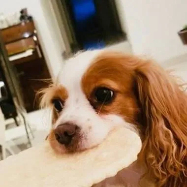 chat with ai character: skz