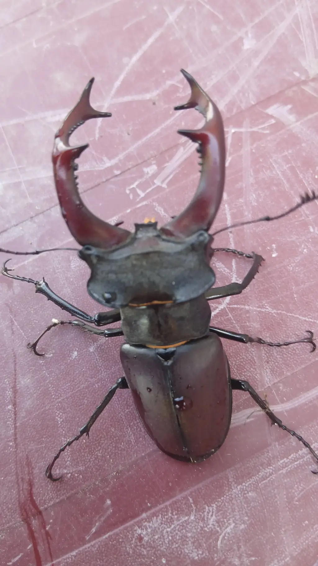 ai character: beetle  background