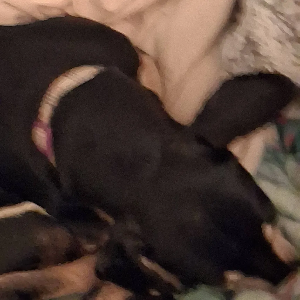 chat with ai character: ut in a room react