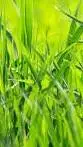 ai character: grass background