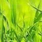 chat with ai character: grass