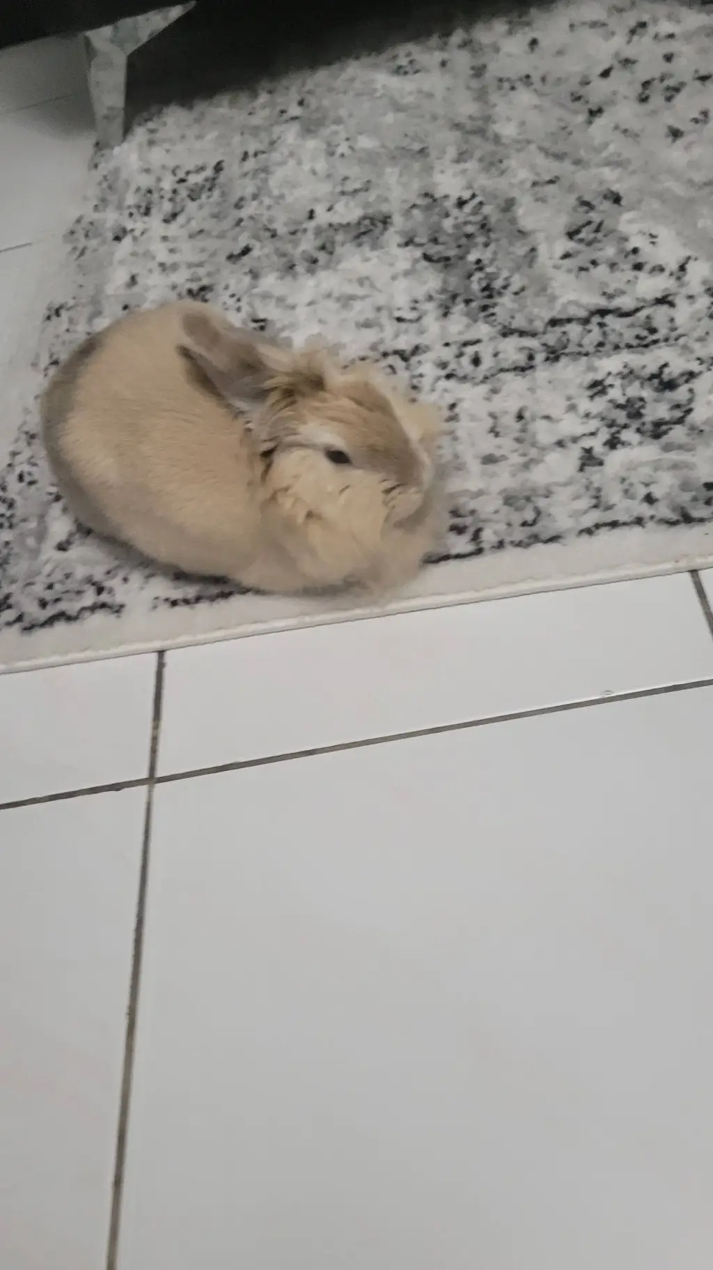 ai character: Toffee my bunny  background