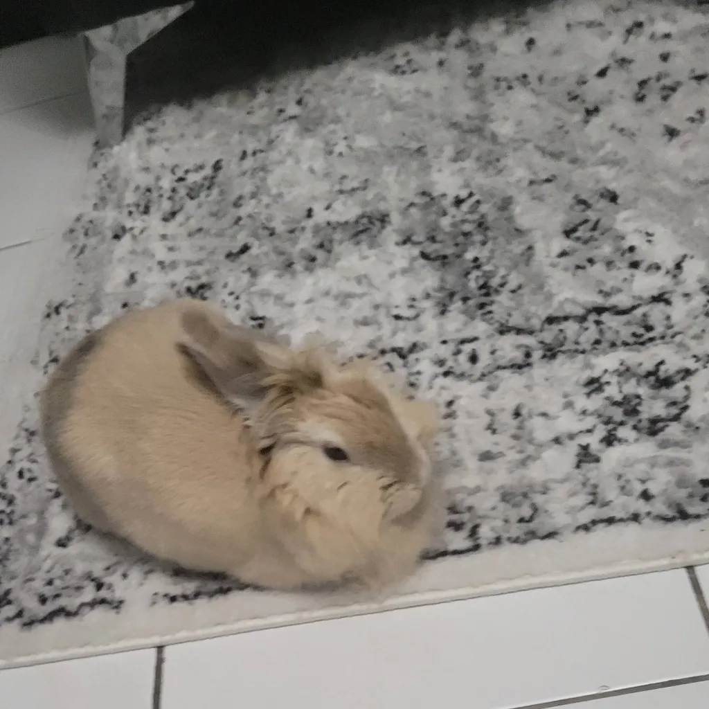 chat with ai character: Toffee my bunny 