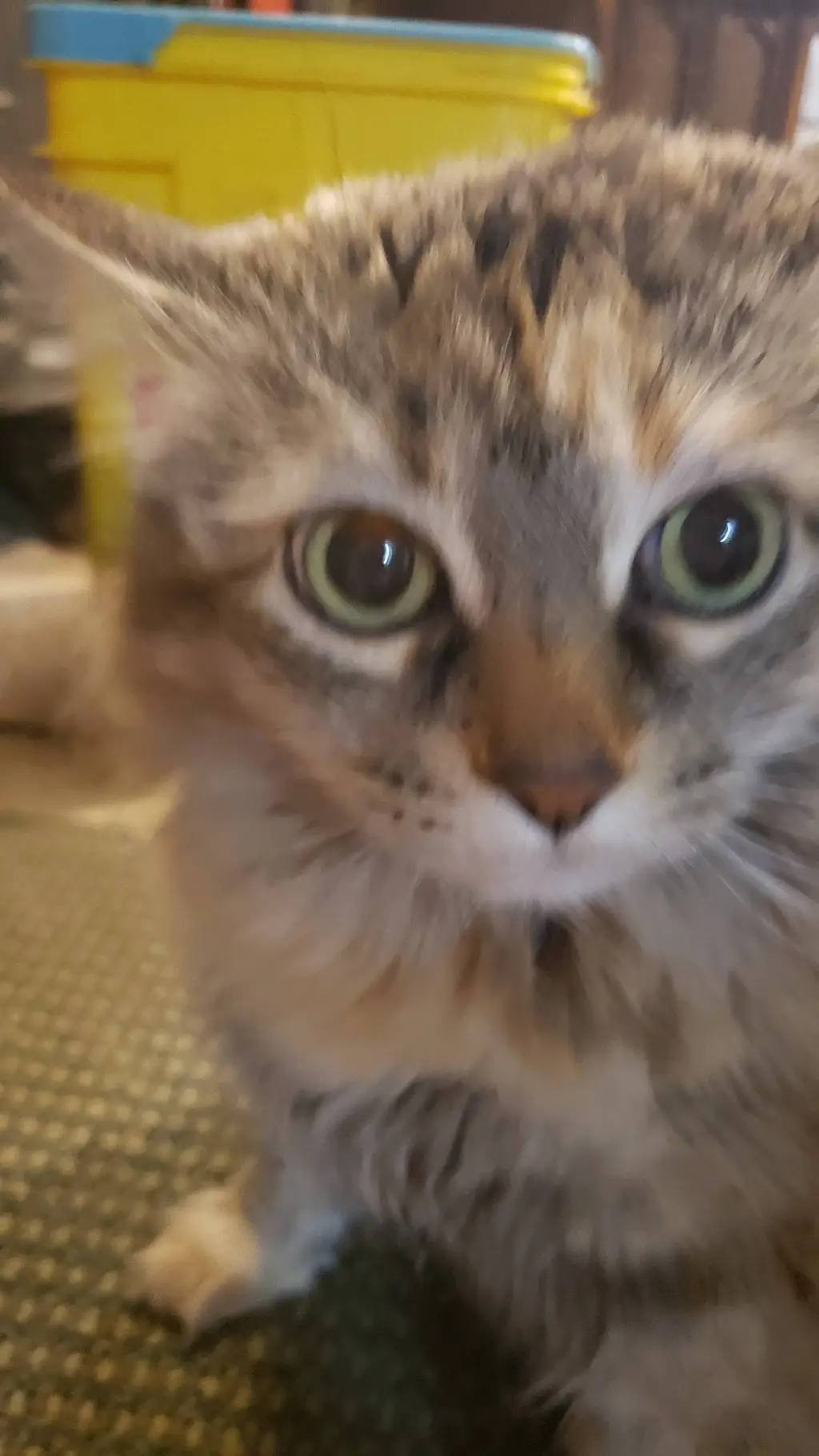 ai character: co-co background