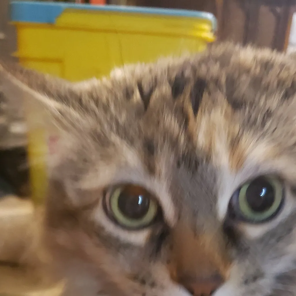 chat with ai character: co-co