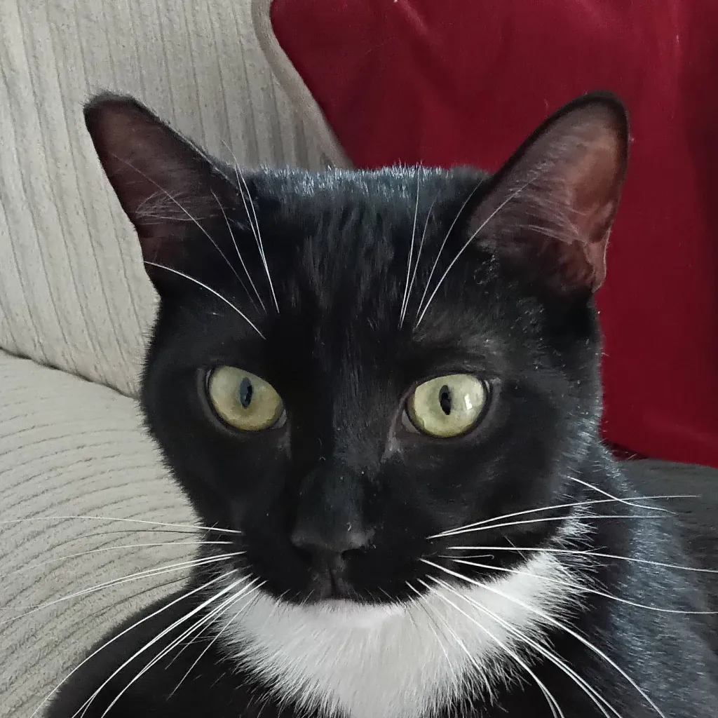 chat with ai character: oreo