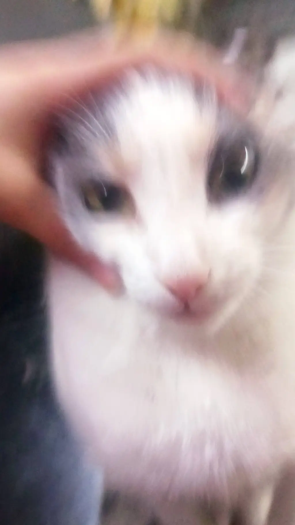 ai character: gato sin orejas xd background