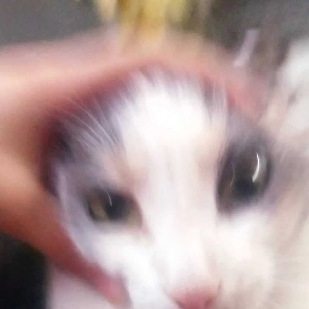 chat with ai character: gato sin orejas xd