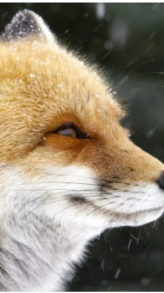 ai character: I.N (Vampire) background