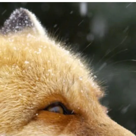 chat with ai character: I.N (Vampire)