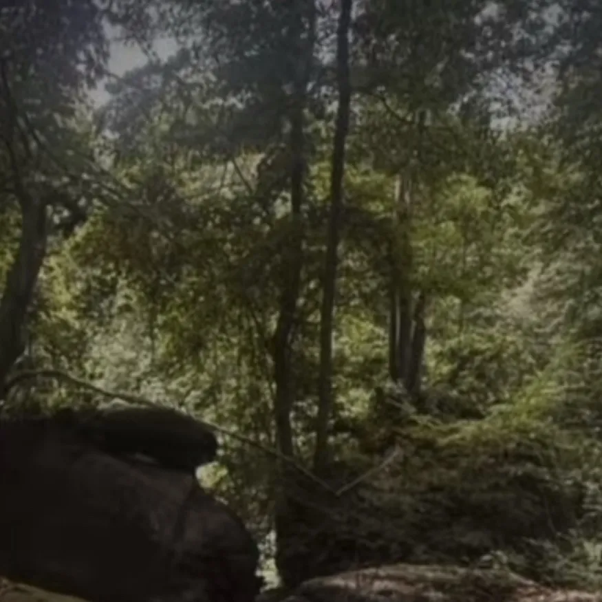 chat with ai character: The wolf king