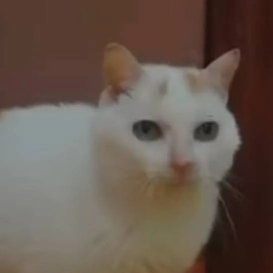 chat with ai character: nublado