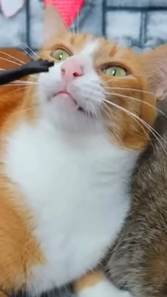 ai character: zarpado background