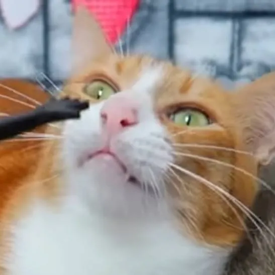 chat with ai character: zarpado