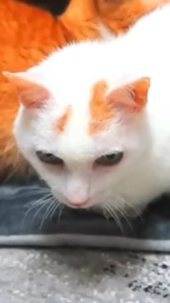 ai character: 💫mini nublados💫 background