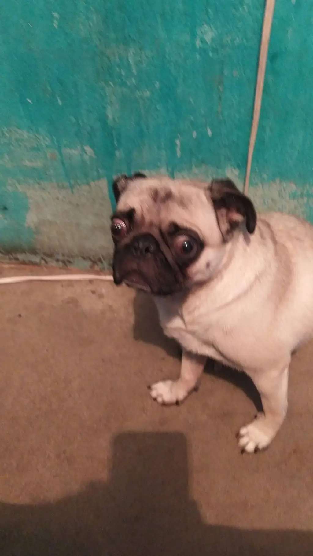 ai character: gordita background