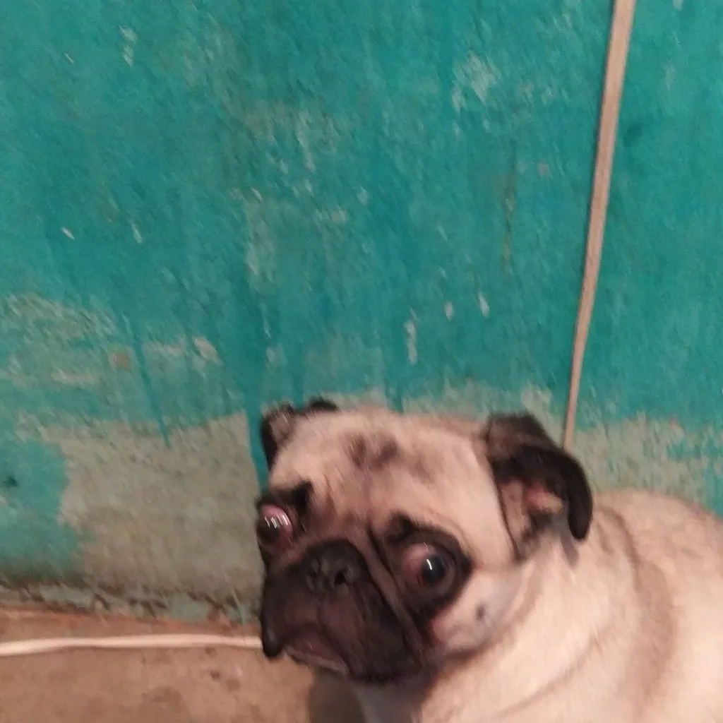 chat with ai character: gordita