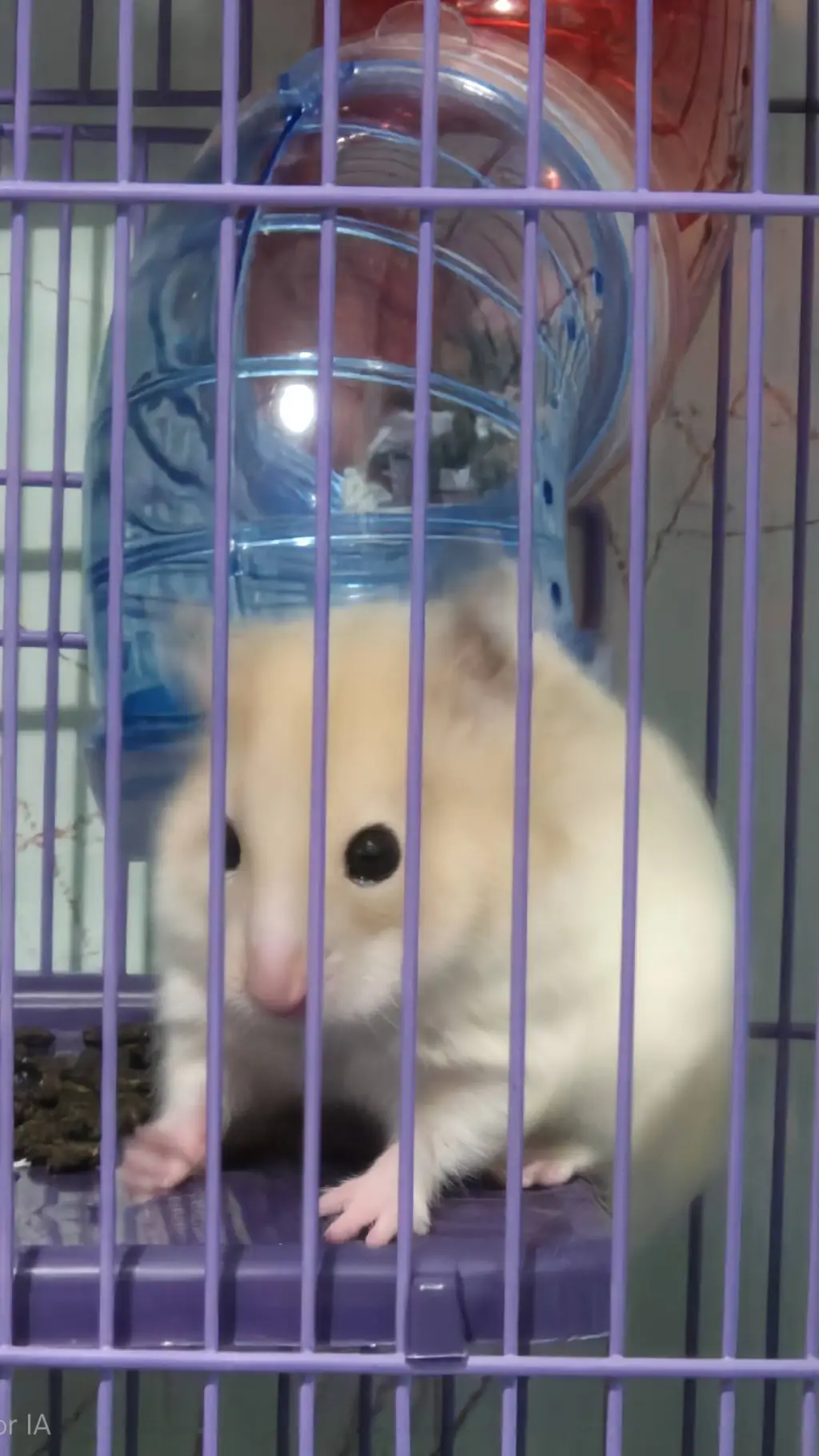 ai character: Goob (hamster) background