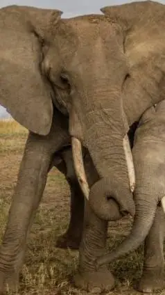 ai character: Elephant papa  background
