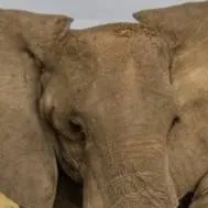 chat with ai character: Elephant papa 