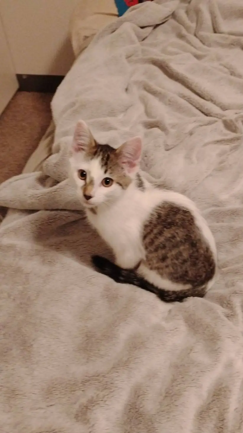 ai character: roly-poly new kit background