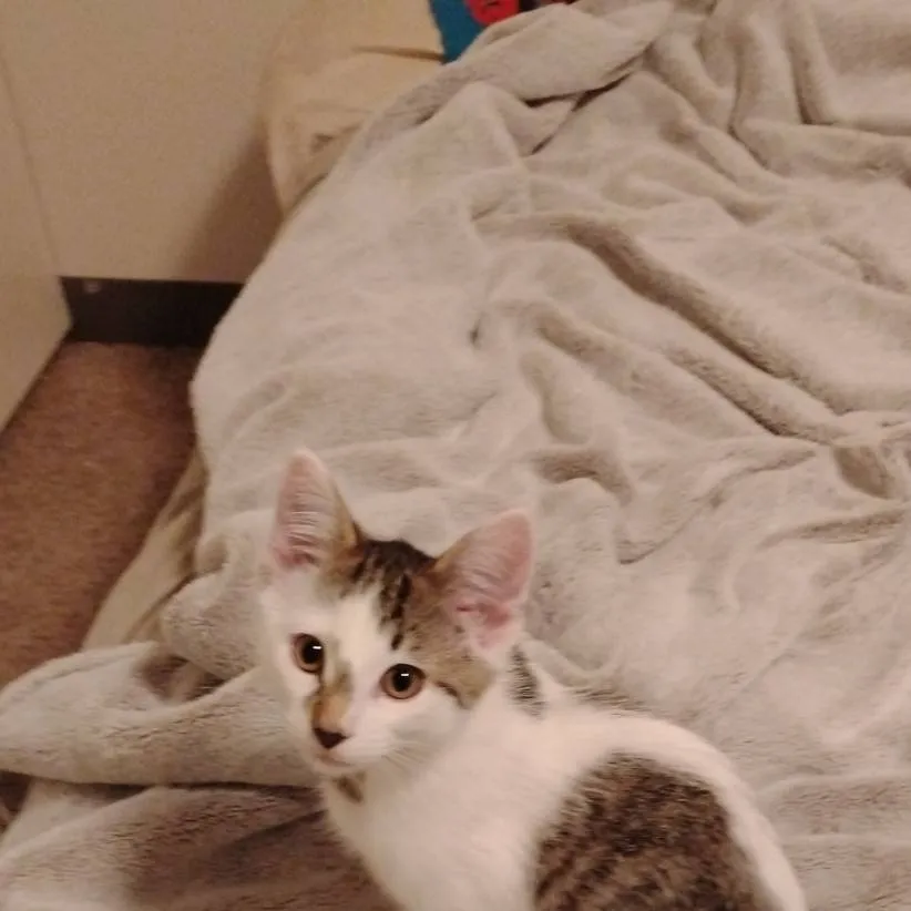 chat with ai character: roly-poly new kit