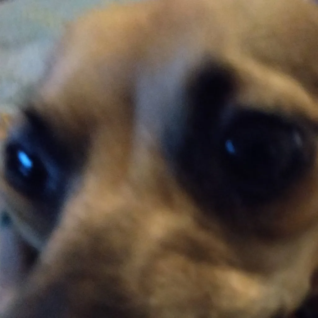 chat with ai character: My dog felina