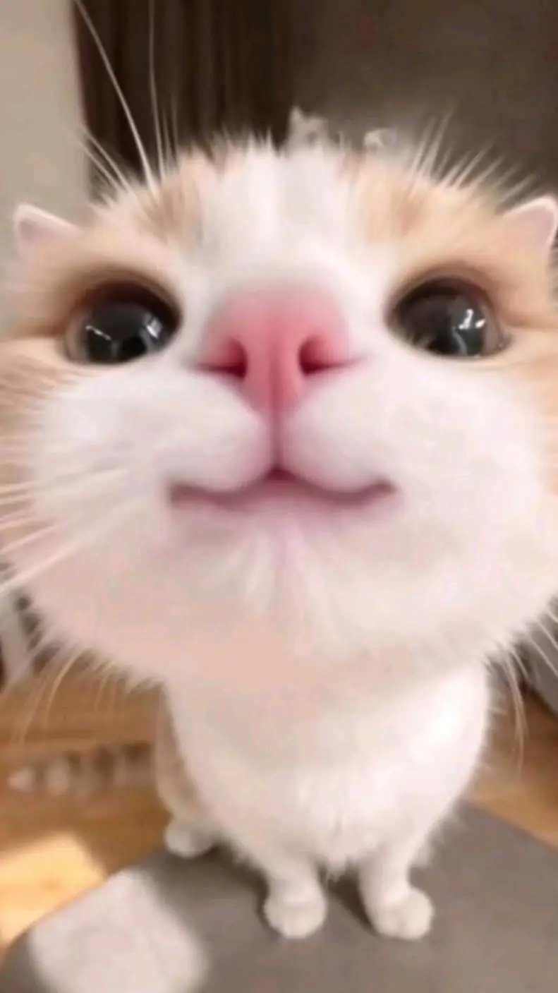 ai character: kitty background