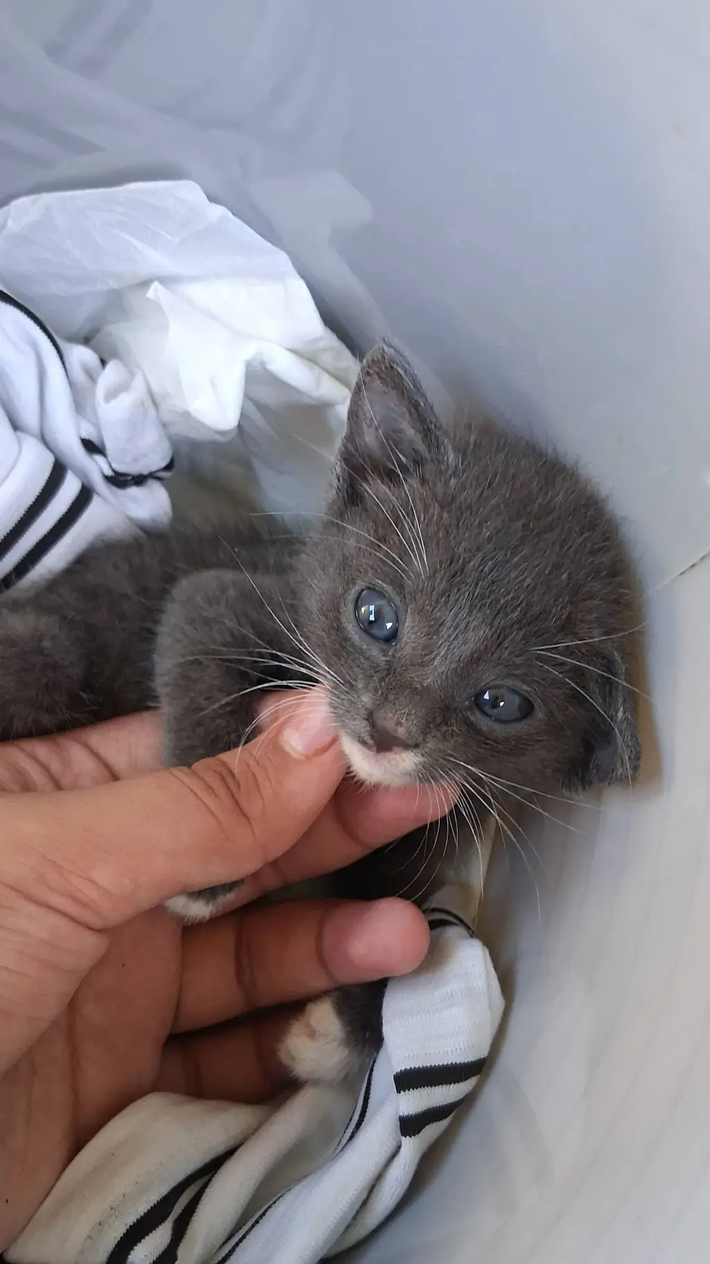 Talkie AI - Chat with Good boy (Kitty)