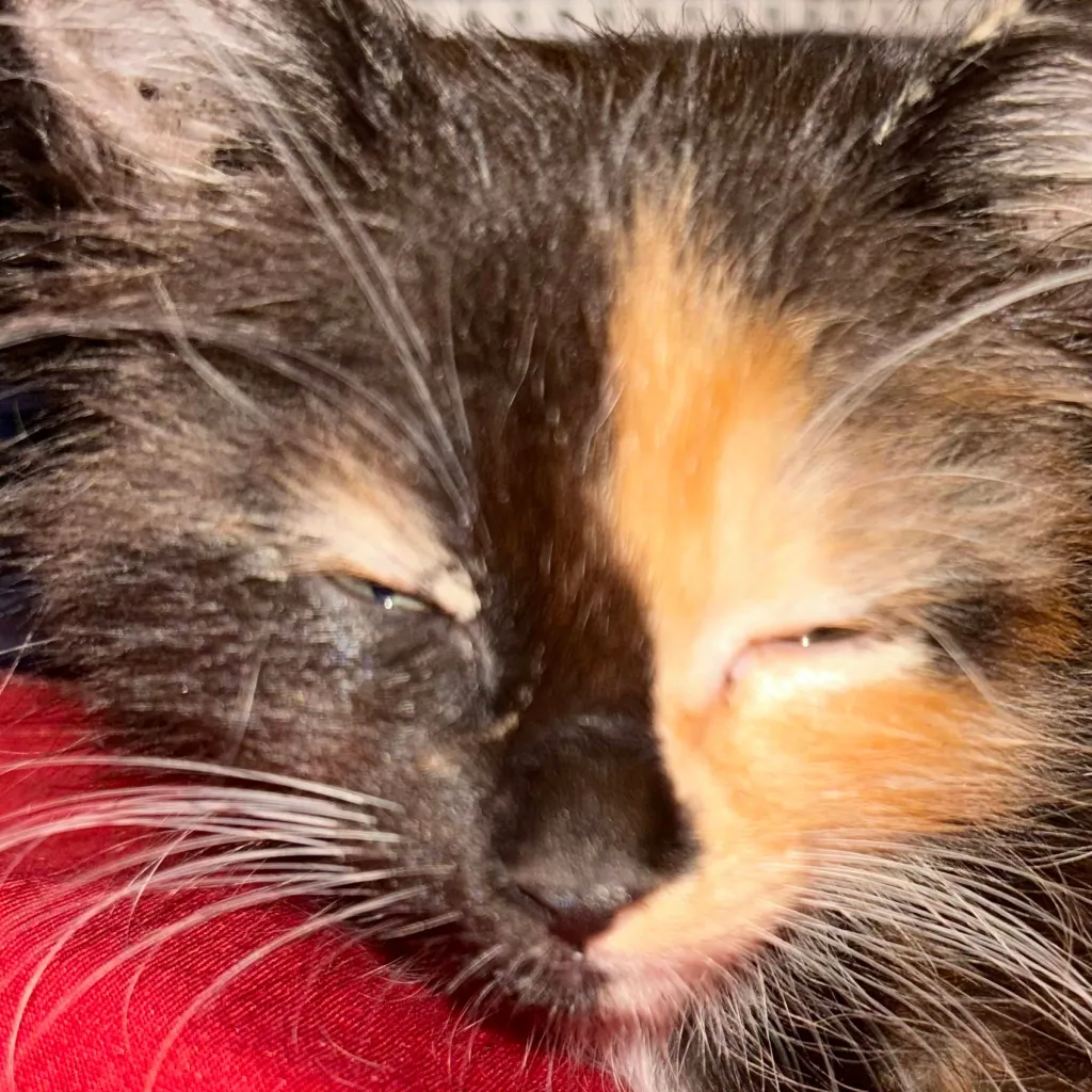 chat with ai character: mha villan